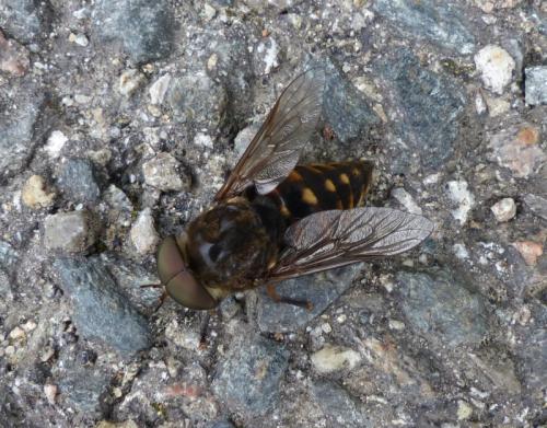 Tabanus sudeticus
